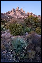 Sotol and Rabbit Ears at dawn. Organ Mountains Desert Peaks National Monument, New Mexico, USA ( color)
