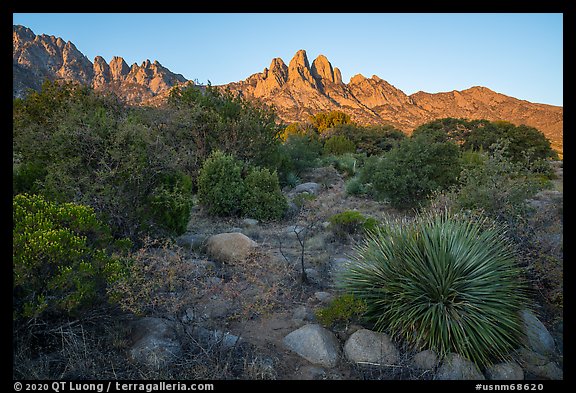 Chihuanhan desert vegetation and Organ Mountains at sunrise. Organ Mountains Desert Peaks National Monument, New Mexico, USA (color)