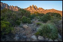 Chihuanhan desert vegetation and Organ Mountains at sunrise. Organ Mountains Desert Peaks National Monument, New Mexico, USA ( color)