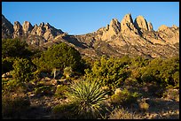 Rabbit Ears and the Needles from Aguirre Springs. Organ Mountains Desert Peaks National Monument, New Mexico, USA ( color)