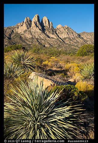 Sotol and Rabbit Ears from Aguirre Springs. Organ Mountains Desert Peaks National Monument, New Mexico, USA (color)