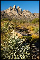 Sotol and Rabbit Ears from Aguirre Springs. Organ Mountains Desert Peaks National Monument, New Mexico, USA ( color)