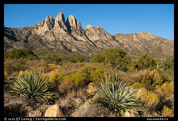 Sotol and Rabbit Ears and Baylor Peak. Organ Mountains Desert Peaks National Monument, New Mexico, USA (color)
