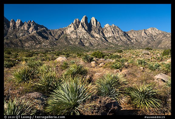 Dense sotol, Needles, Rabbit Ears, and Baylor Peak. Organ Mountains Desert Peaks National Monument, New Mexico, USA