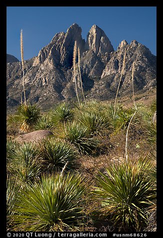 Flowering sotol and Rabbit Ears. Organ Mountains Desert Peaks National Monument, New Mexico, USA (color)