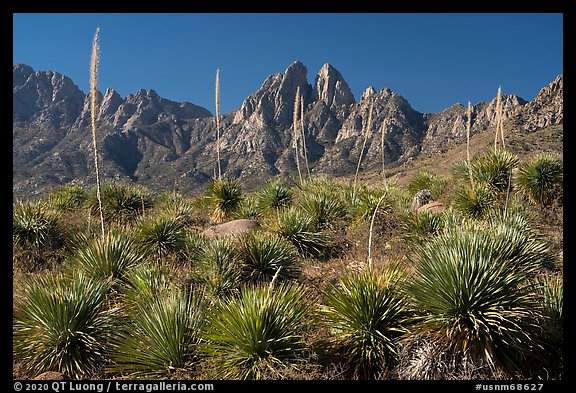 Sotol with flower stem and Organ Mountain. Organ Mountains Desert Peaks National Monument, New Mexico, USA (color)