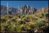 Sotol with flower stem and Organ Mountain. Organ Mountains Desert Peaks National Monument, New Mexico, USA ( color)