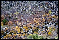 Rio Pueblo de Taos with fall foliage from above. Rio Grande Del Norte National Monument, New Mexico, USA ( color)
