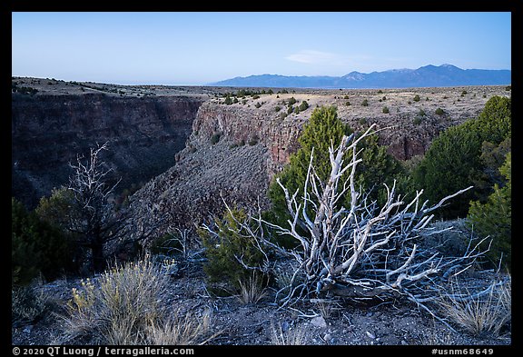 Tree skeleton, Taos Valley Overlook. Rio Grande Del Norte National Monument, New Mexico, USA (color)