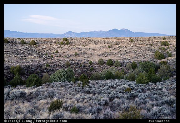 Sagebrush and juniper, Taos Valley Overlook. Rio Grande Del Norte National Monument, New Mexico, USA