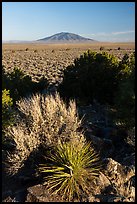 Desert plants, Taos Plateau, Ute Mountain. Rio Grande Del Norte National Monument, New Mexico, USA ( color)