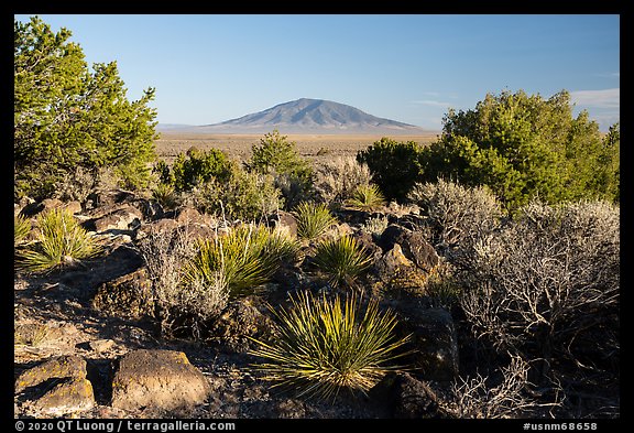 Sotol, Juniper and Ute Mountain. Rio Grande Del Norte National Monument, New Mexico, USA (color)