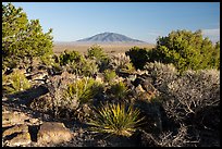 Sotol, Juniper and Ute Mountain. Rio Grande Del Norte National Monument, New Mexico, USA ( color)