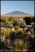 Sotol, Ute Mountain. Rio Grande Del Norte National Monument, New Mexico, USA ( color)