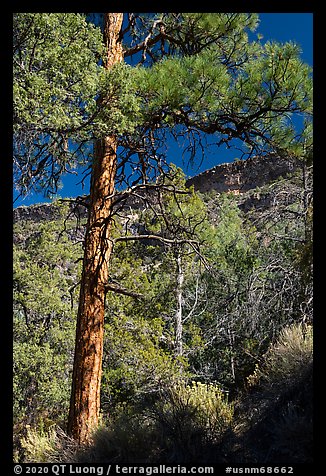 Ponderosa Pine, Big Arsenic. Rio Grande Del Norte National Monument, New Mexico, USA