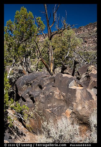 Boulder with sheep petroglyphs, Big Arsenic. Rio Grande Del Norte National Monument, New Mexico, USA (color)