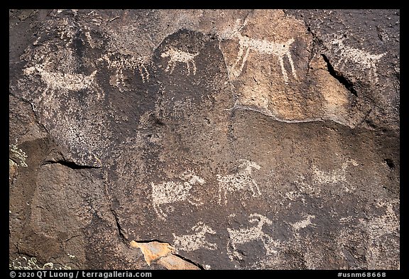Close-up of animal petroglyps. Rio Grande Del Norte National Monument, New Mexico, USA
