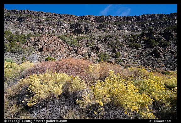 Rabbitbrush in bloom and cliffs, Big Arsenic. Rio Grande Del Norte National Monument, New Mexico, USA