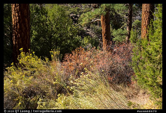 Bushes in bloom in ponderosa pine forest near Big Arsenic Spring. Rio Grande Del Norte National Monument, New Mexico, USA