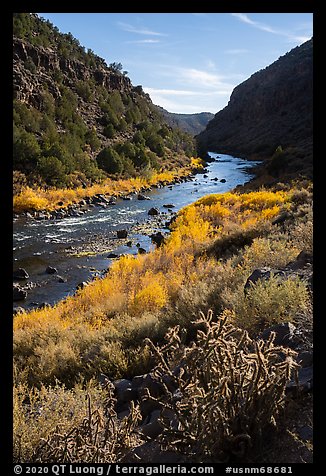 Cactus, shurbs in fall colors, Rio Grande River, John Dunn Bridge Recreation Site. Rio Grande Del Norte National Monument, New Mexico, USA (color)