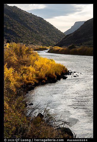 Fall colors on the banks of the Rio Grande River. Rio Grande Del Norte National Monument, New Mexico, USA