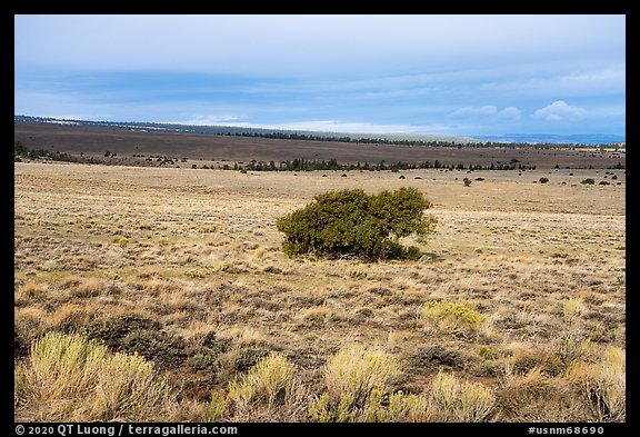 Sagebrush and isolated juniper, Pinabetal Mesa. Rio Grande Del Norte National Monument, New Mexico, USA