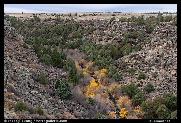 Juniper and pocket of trees in autumn foliage in Rio San Antonio. Rio Grande Del Norte National Monument, New Mexico, USA