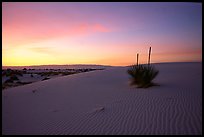 Yucca at sunrise. White Sands National Monument, New Mexico, USA (color)