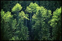 Aspens and conifers in spring. New Mexico, USA (color)