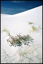 Flowers and dunes. White Sands National Park, New Mexico, USA.