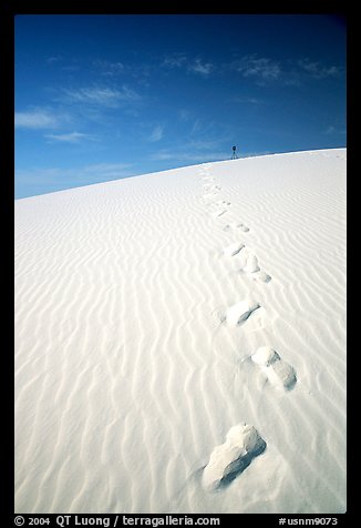 Footprints. White Sands National Park, New Mexico, USA.