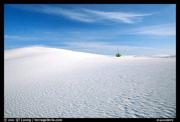 Lone Yucca and white sand dunes. White Sands National Park, New Mexico, USA.