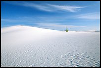 Lone Yucca and white sand dunes. White Sands National Park, New Mexico, USA.