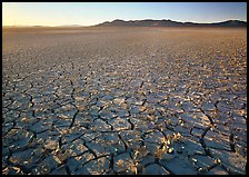 Peeling dried mud, sunrise, Black Rock Desert. Nevada, USA (color)