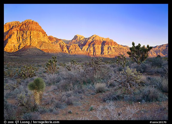 Yuccas and rock walls at sunrise, Red Rock Canyon. Red Rock Canyon, Nevada, USA