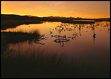 Wetlands at sunrise, Havasu National Wildlife Refuge. Nevada, USA ( color)