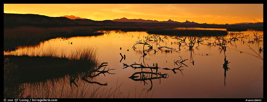 Wetland scenery at sunrise. Nevada, USA