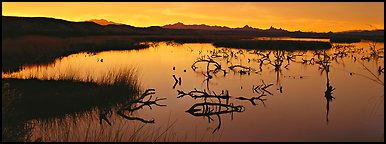 Wetland scenery at sunrise. Nevada, USA