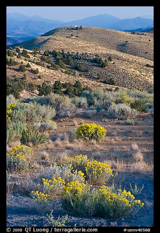 Sagebrush and hills, Virginia City, Nevada. Virginia City, Nevada, USA (color)