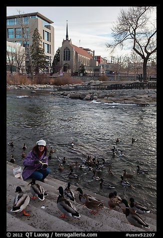Woman feeding ducks on steps of Truckee River. Reno, Nevada, USA (color)