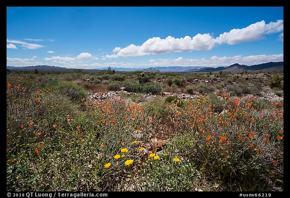 Flats with wild poppies. Gold Butte National Monument, Nevada, USA