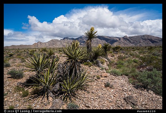 Yuccas in bloom and South Virgin Peak Ridge. Gold Butte National Monument, Nevada, USA