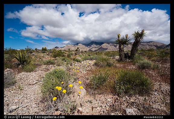 Wildflowers in wash, Yuccas in bloom, South Virgin Peak Ridge. Gold Butte National Monument, Nevada, USA