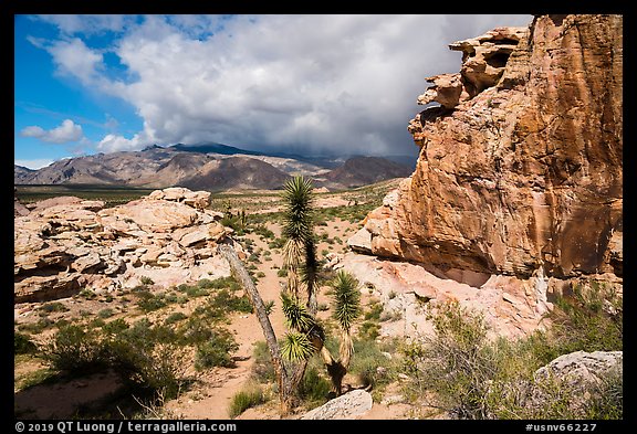 Rocks, Joshua Tree, South Virgin Peak Ridge. Gold Butte National Monument, Nevada, USA (color)