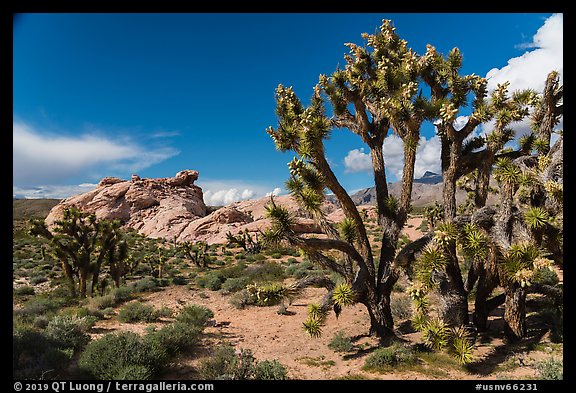 Joshua Trees in seed and rocks. Gold Butte National Monument, Nevada, USA
