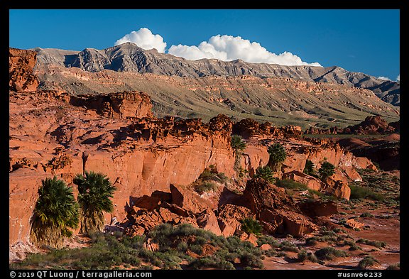 Cliff with palm trees below Little Finland. Gold Butte National Monument, Nevada, USA