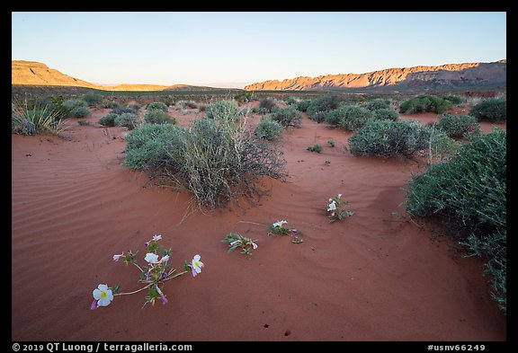 Primerose and sand dunes at sunrise. Gold Butte National Monument, Nevada, USA (color)