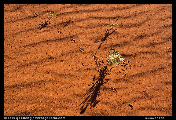 Close up of primerose, animal tracks, sand ripples. Gold Butte National Monument, Nevada, USA (color)