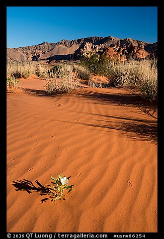 Primerose flower on dune with animal tracks. Gold Butte National Monument, Nevada, USA