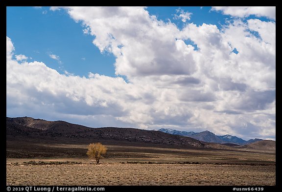 Lone tree and sagebrush desert. Basin And Range National Monument, Nevada, USA (color)